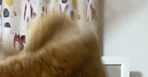 猫が『大きく飛んだ瞬間』を撮影した結果…格闘ゲームのワンシーンのような『カッコよすぎる光景』が話題「躍動感がすごい」「空Nすぎる」
