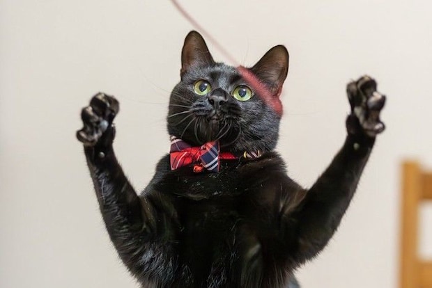 おもちゃにじゃれる黒猫