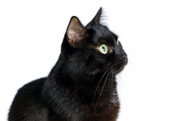 見上げる黒猫