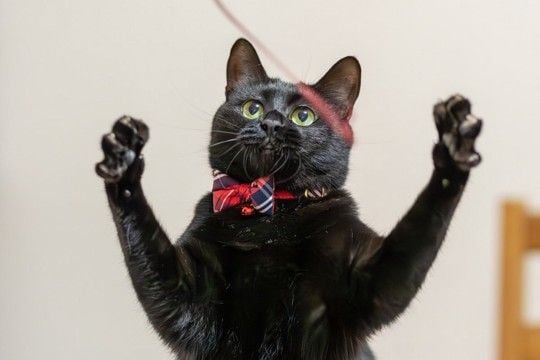 『黒っぽい猫』を上手に撮るコツ3選　真っ黒な写真を防ぐ工夫やアイデアもご紹介