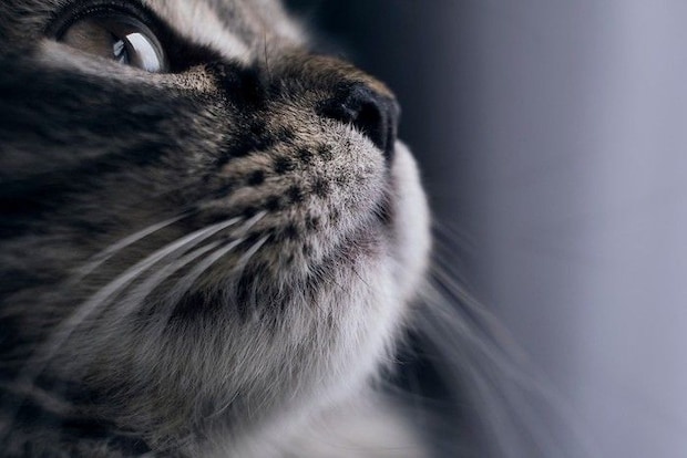 猫の白黒写真