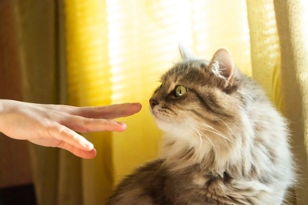 長毛猫と指