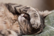 猫好きが憧れる『猫の能力や習性』7選　羨ましくなる生き方や学べることまで