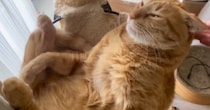 猫が使い続けた『ボロボロのハンモック』を買い替えたら…3日後の『まさかの光景』が64万再生「オチわかってても爆笑した」「泣けてくるｗ」