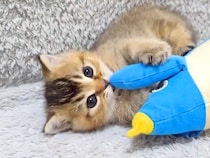 ぬいぐるみで遊ぶ赤ちゃん猫→眠気に襲われてしまい、兄猫の前で…悶絶級に可愛い『電池切れの瞬間』に「無防備に眠っていく」「可愛い」の声