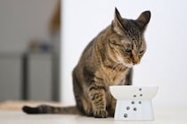 猫が『食欲不振』のときに疑うべき原因3つ　注意すべきケースや改善策まで解説