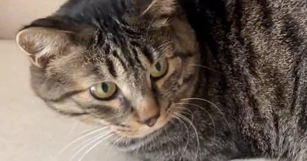 半年前まで『威嚇していた元野良猫』→まるで別猫のような『現在の様子』が尊すぎると1万いいね「甘えたかったんだね」「かわいいい」