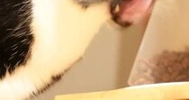 ネコのことを撮影→顔を見てみると…笑ってしまうほど『躍動感ありすぎる瞬間』に３万いいね「吹いてしまったｗ」「漫画に出てきそうｗ」