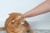 猫に『本気で噛まれた』場合に取るべき対処法5つ　命に関わる危険なトラブルの可能性も