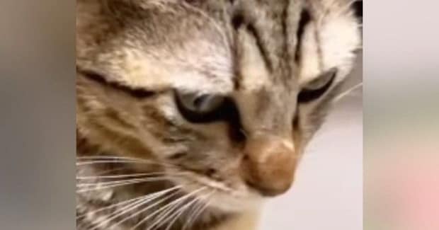 『突然ご飯を食べなくなった猫』→顔をよく見てみたら…『驚きの光景』が84万再生「なかなかの貫禄」「笑い話で済んで良かった」と話題