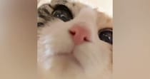 筒の中におやつを入れて『猫を撮影』→途中までいい感じだったのに…完全に予想外の展開が54万再生「ダメだニヤけるｗ」「最後で爆笑した」