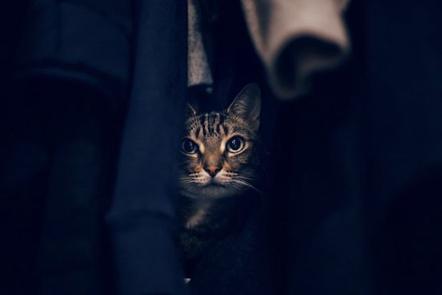 隠れる猫
