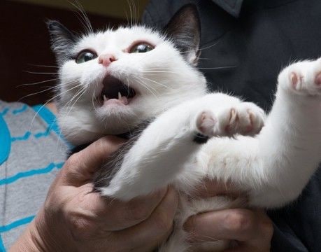 『パニック状態の猫』にやってはいけないNG行為3選 起こりうるリスクや安心させる方法まで解説