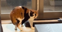 窓際から立ち去ろうとした猫→突然、『雷の音』が聞こえてきた結果…見事なリアクションに「お手本のような所作ｗ」「今のニャんだったんだ…」