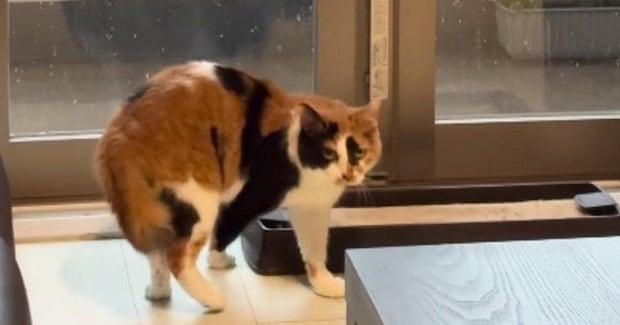窓際から立ち去ろうとした猫→突然、『雷の音』が聞こえてきた結果…見事なリアクションに「お手本のような所作w」「今のニャんだったんだ…」