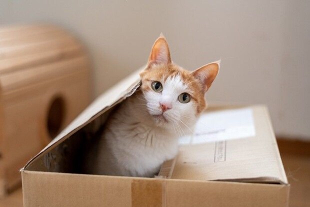 ダンボール箱の中から顔を出す猫