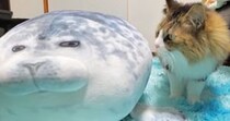 猫に『アザラシのぬいぐるみ』をあげた結果…10日後の『変わり果てた様子』に「アザラシの干物ｗ」「もうこね上がったんだｗ」と爆笑の声