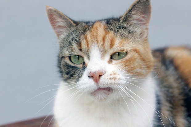 イライラしてそうな三毛猫