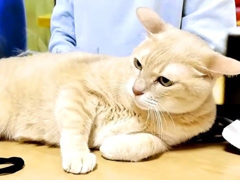 テレビの前をふさぐ猫→『見えない』と伝えた結果…思わず笑ってしまう『攻防戦』に「お母さんの言葉に笑った」「めでたしですかね」と反響