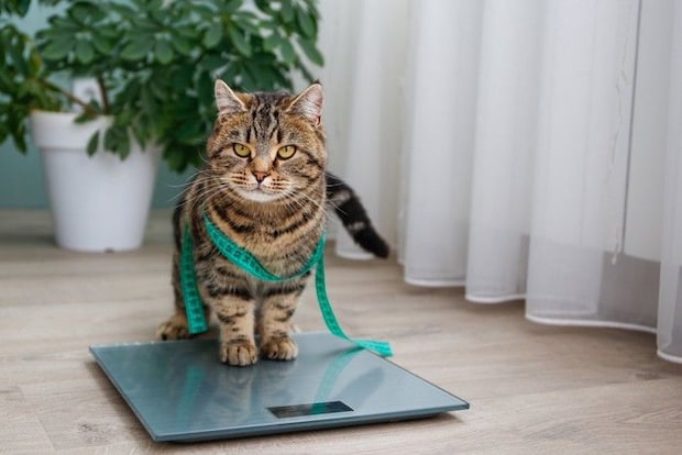 体重計に乗る猫