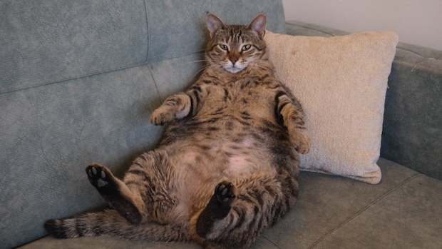 太った猫