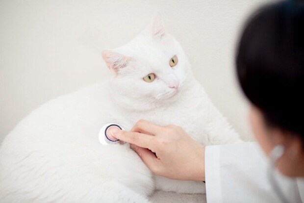 聴診器をあてられる白猫