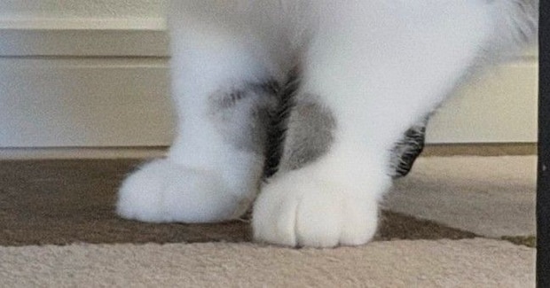 おもちゃを運んできた猫→『口元』をよく見たら、１つではなくて…まさかの『数』に爆笑の声「欲張りさんｗ」「いやちょっと可愛すぎるｗ」