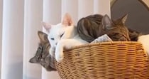 飼い主のたった一言で『熟睡していたはずの猫たち』が……直後の『驚きのリアクション』に爆笑の声続出「表情がツボｗ」「威力がすごいｗ」