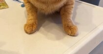 猫が『メイクした飼い主』を見た結果…完全に『警戒態勢になった様子』に爆笑の声「表情がおもろいｗ」「目がまんまるｗ」と33万再生