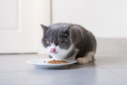 猫の『早食い』を引き起こす原因4つ　危険なトラブルの可能性や対処法まで解説
