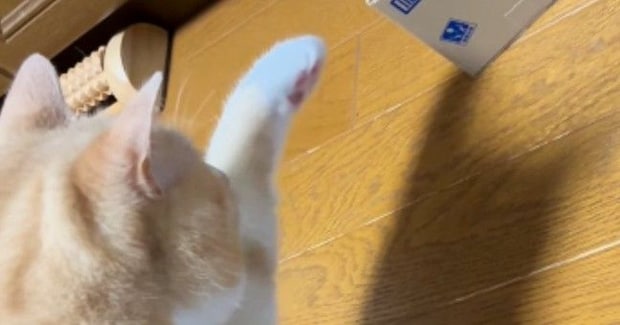 猫がいつもと様子が違う『貯金箱』を発見した結果…『まさかの反応』に笑ってしまうと95万再生「プルプルしてるｗ」「ニヤニヤが止まらない」