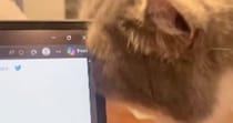 ノートパソコンの角に『顔を近づけた猫』→痒かったようで…『真剣な様子』が可愛すぎると反響「かいかいなのねｗ」「優しくかいてあげたい」