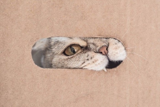 段ボールの穴から顔を出す猫