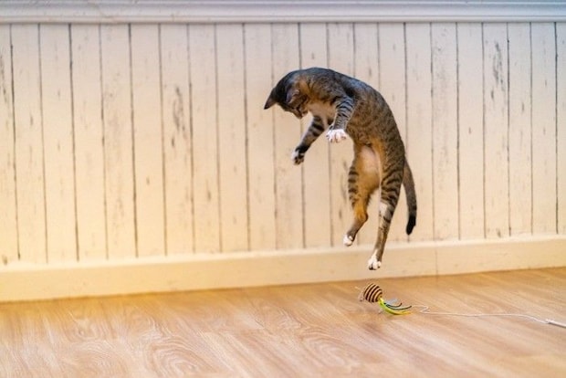 おもちゃに向かってジャンプする猫
