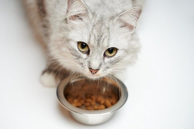 上を見上げる食事中の猫