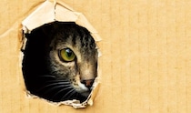 猫が飼い主に『見られたくない』と感じている瞬間4選　配慮してあげたい理由から適切な接し方まで
