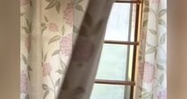 ふとカーテンをめくったら、『2匹の猫』が……想定外な『とんでもない光景』が398万再生「おててと表情ｗｗ」「なんで2匹いけんねん」