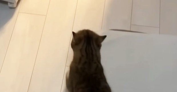 まだご飯の時間じゃないのに…誘導してくる猫について行った結果→『圧がすごい光景』に笑う人が続出「無言の圧ｗ」「誘導するの賢いｗ」