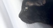 窓辺にいた黒猫→『カラス』が近づいてくると、『耳』がわかりやすく変化して…可愛すぎる瞬間に２万いいね「完全にゴジラ」「怖いよね～」