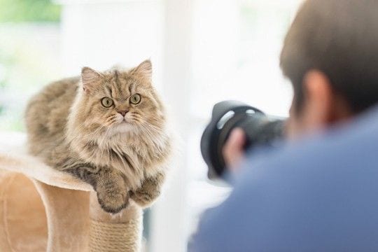 猫の撮影を『プロのカメラマン』に依頼するには？事前に知っておきたい4つの知識をご紹介