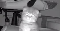 お留守番をしていた子猫→『鍵の音』が聞こえた次の瞬間…カメラがとらえた『可愛すぎる表情』に「帰ってきたニャｗ」「泣けちゃうね」と話題