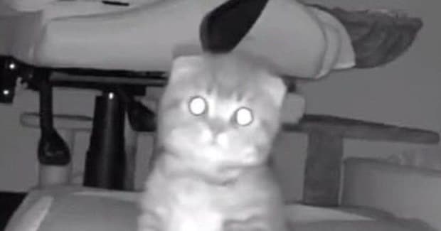 お留守番をしていた子猫→『鍵の音』が聞こえた次の瞬間…カメラがとらえた『可愛すぎる表情』に「帰ってきたニャｗ」「泣けちゃうね」と話題