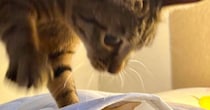 ベッドとシーツの間に潜っていた猫→『通りかかった猫』に踏まれてしまった結果…笑ってしまう光景に４万いいねの反響「ムキュン」