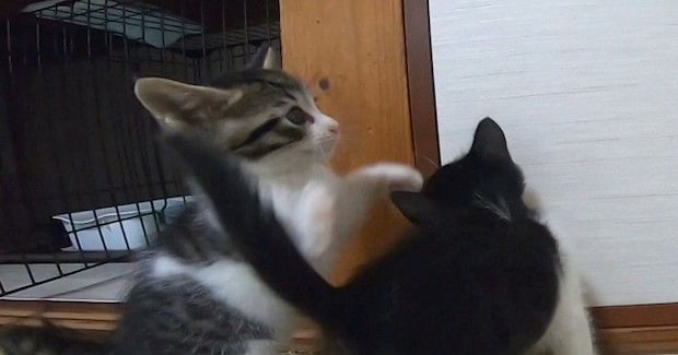 元気いっぱいに遊んでいた子猫→動きが止まったと思ったら…『まさかの瞬間』が65万再生「ホントに突然すぎるww」「反則級の可愛さ」と反響
