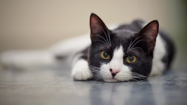 くつろいでいる猫