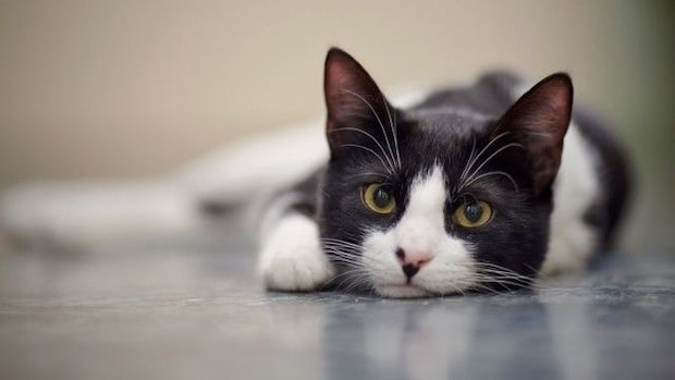 猫は人を『見た目』で判別できるの?3つの認識方法から混乱させないためのポイントまで