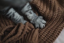 猫が前足で『ふみふみ』しているときの理由3選　安心している証？する子としない子の違いも