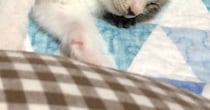 『3匹の子猫』がいっしょに眠った結果…たまらなく可愛い光景に「まさに天使」「本当に幸せな気持ちになった」と癒される人が続出