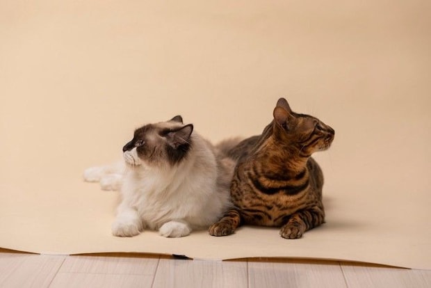 反対を見ている2匹の猫