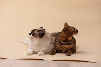 猫の多頭飼いで避けるべき『仲の取り持ち方』3選　逆効果になりうる理由や正しい接し方も解説
